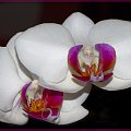#orchidee #kwiaty #macro