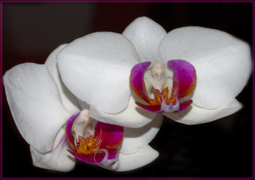 #orchidee #kwiaty #macro