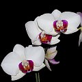 #kwiaty #ogrody #macro #orchidee