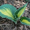 Hosta