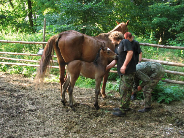 #źrebak #konie #fundacjatara #piskorzyna #konik