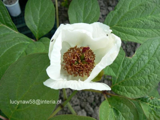 Paeonia obovata