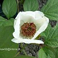 Paeonia obovata