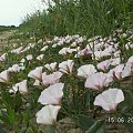 Powoje