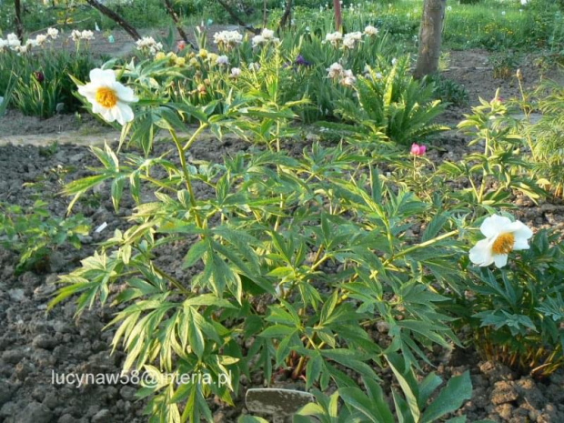 Paeonia emodi