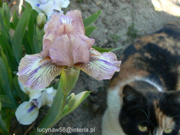 Irys pumilo