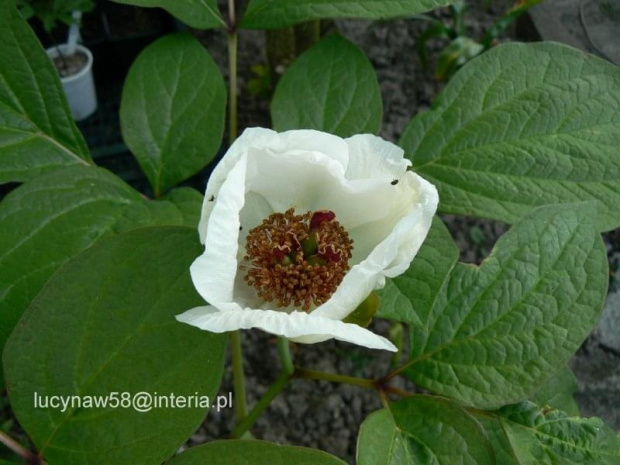 Paeonia obovata