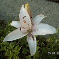 Liliowiec