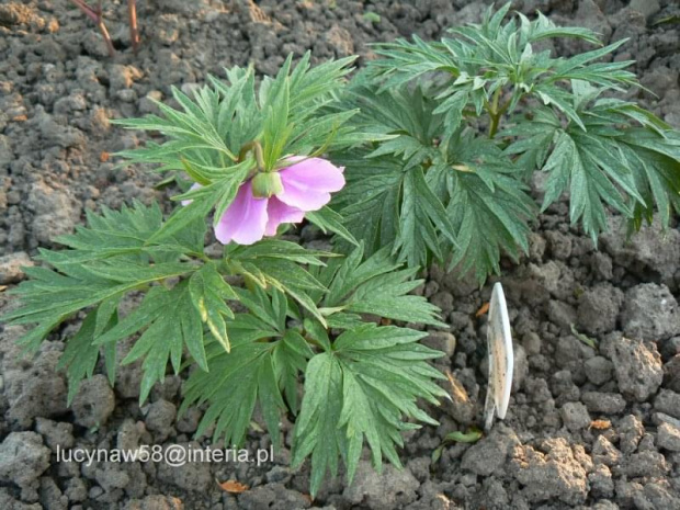 Paeonia veitchii