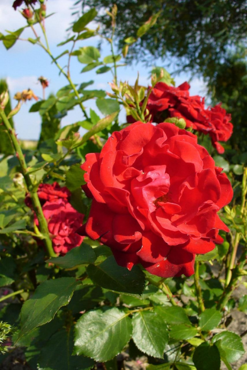 Czerwona róża #rośliny #roślina #ogród #botanika #kwiat #kwiaty #natura #przyroda #flora #róża