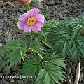 Paeonia veitchii