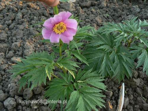 Paeonia veitchii