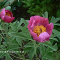 Paeonia mollis