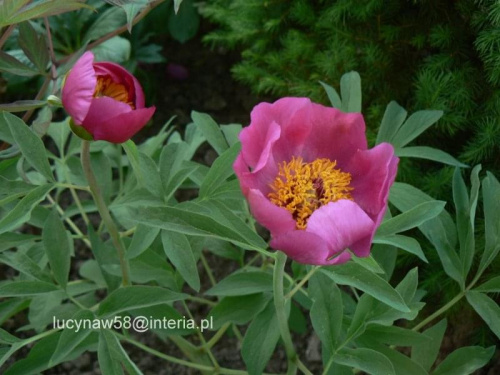 Paeonia mollis