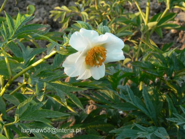 Paeonia emodi