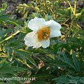 Paeonia emodi