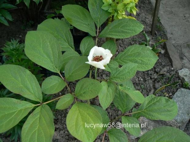 Paeonia obovata