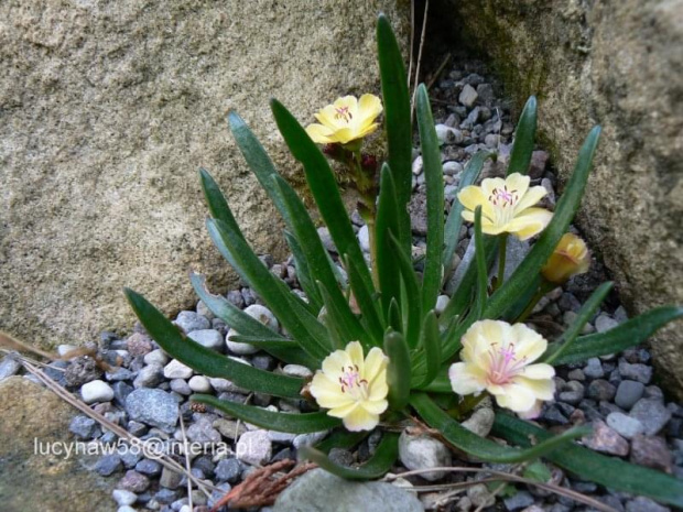 Lewisia carousel