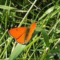 Motyl