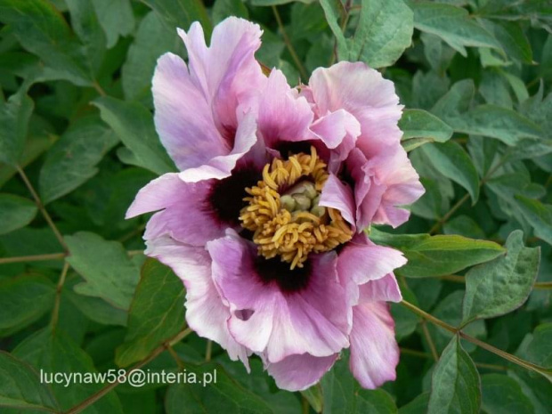 Paeonia suffruticosa