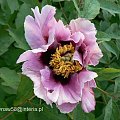 Paeonia suffruticosa