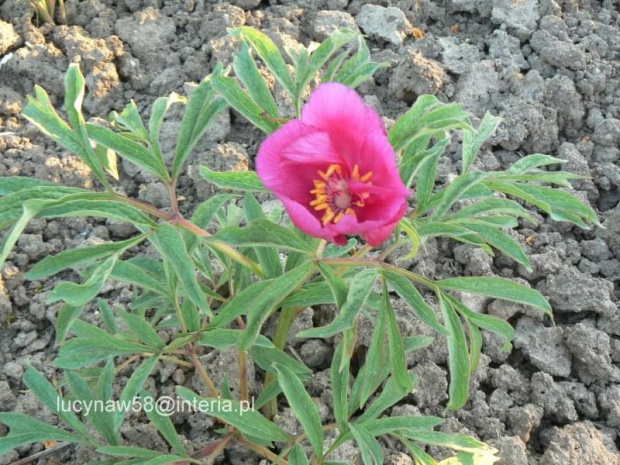 Paeonia mollis