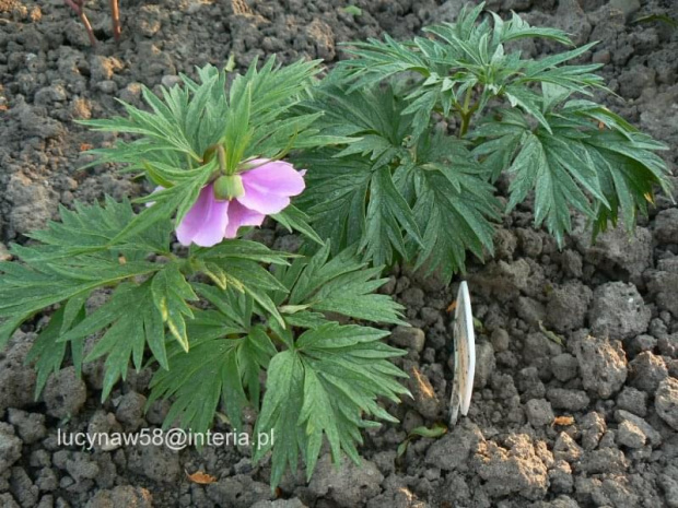 Paeonia veitchii