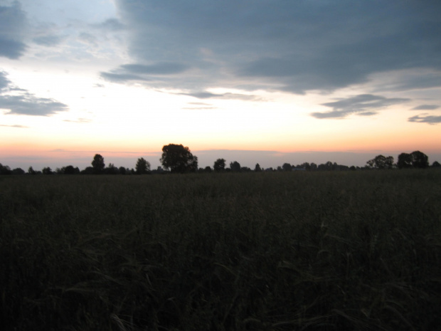 Brzeziny