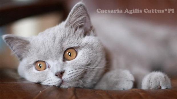 Caesaria Agilis Cattus*Pl