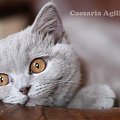 Caesaria Agilis Cattus*Pl