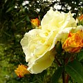 Biała róża #rośliny #roślina #ogród #botanika #kwiat #kwiaty #natura #przyroda #flora
