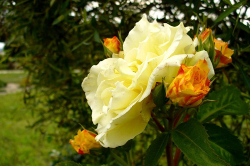 Biała róża #rośliny #roślina #ogród #botanika #kwiat #kwiaty #natura #przyroda #flora