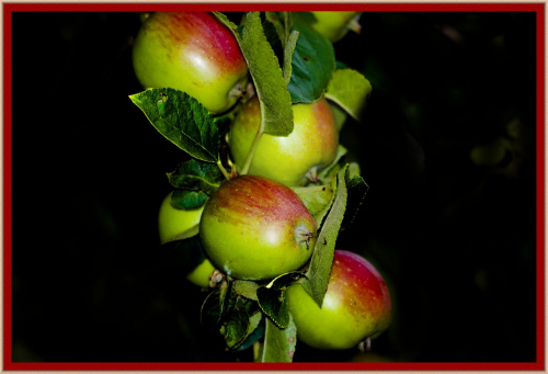 Jablka juz czerwienieja:) #ogrody #owoce #alicjaszrednicka