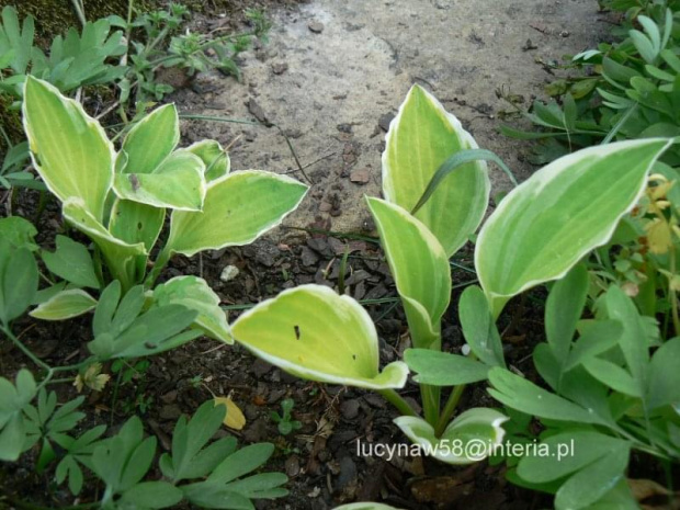 Hosta