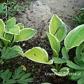 Hosta