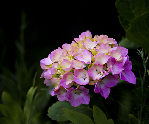 Hortensje #kwiaty #hortensje #ogrody