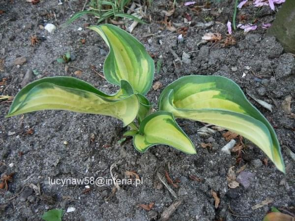 Hosta