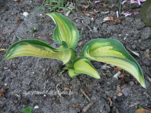 Hosta