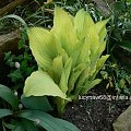 Hosta