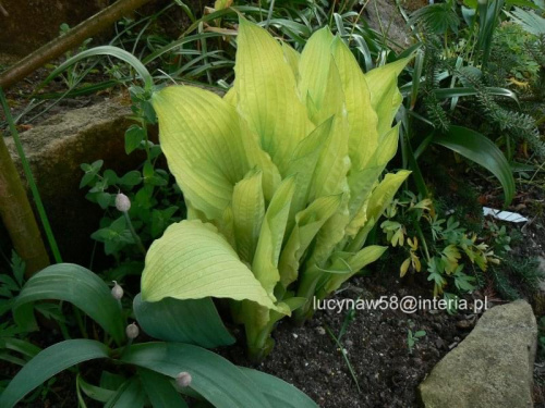 Hosta