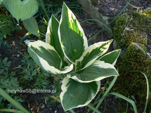 Hosta