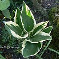 Hosta