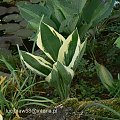 Hosta