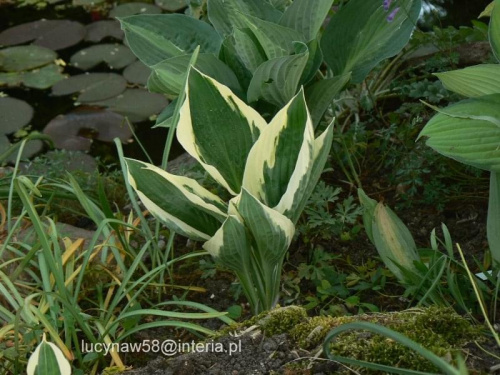 Hosta