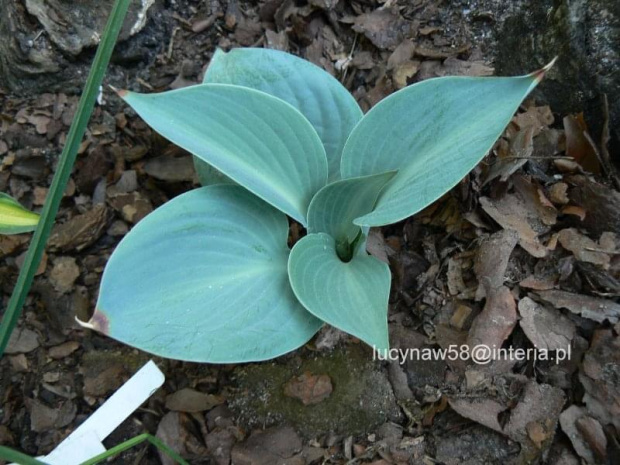 Hosta Priskie Sky