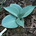 Hosta Priskie Sky