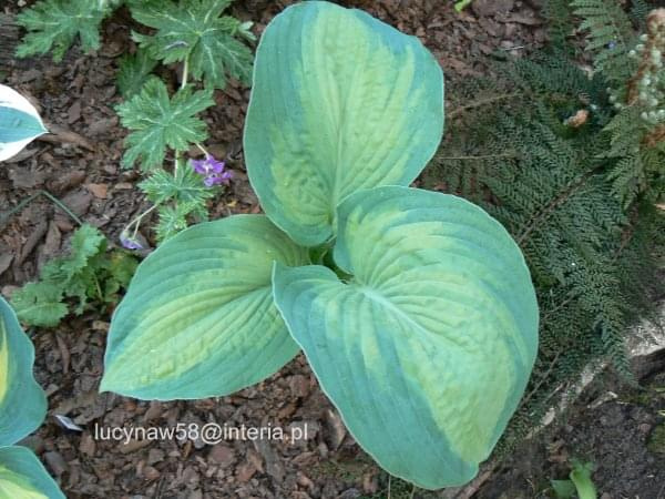 Hosta