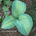 Hosta