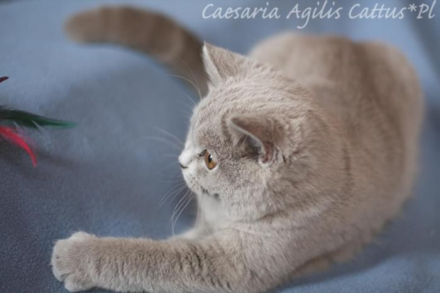 Caesaria Agilis Cattus*Pl