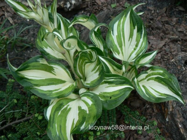 Hosta